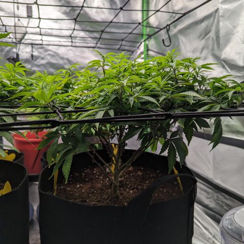 Trainwreck #2 growlog timeline photo
