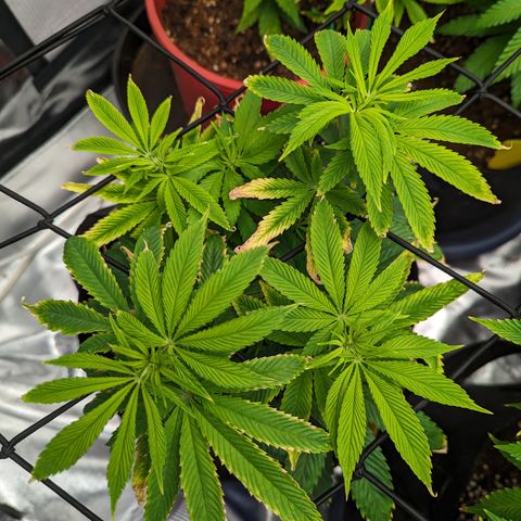 Wedding Cake #2 growlog timeline photo