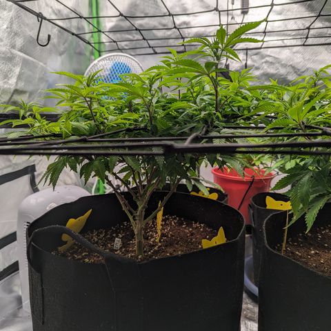 Trainwreck #1 growlog timeline photo