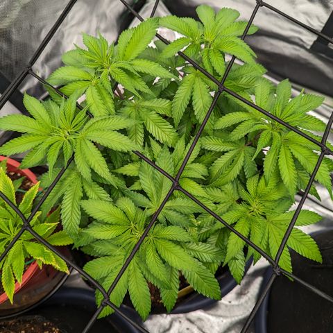Green Crack #2 growlog timeline photo