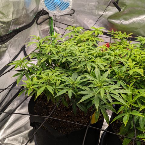 Trainwreck #1 growlog timeline photo