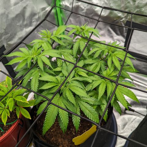 Green Crack #2 growlog timeline photo