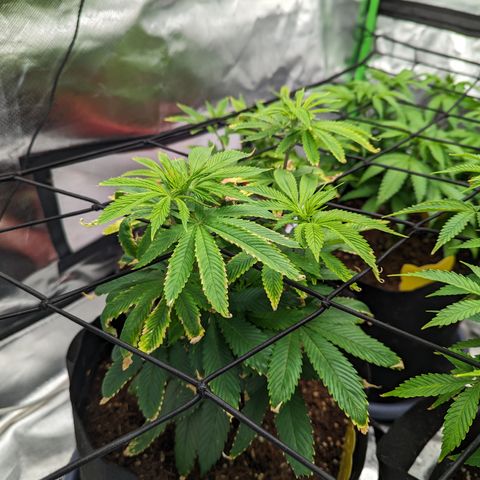Wedding Cake #2 growlog timeline photo