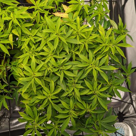 Trainwreck #2 growlog timeline photo