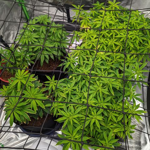Green Crack #2 growlog timeline photo