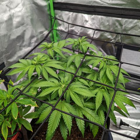 Green Crack #2 growlog timeline photo