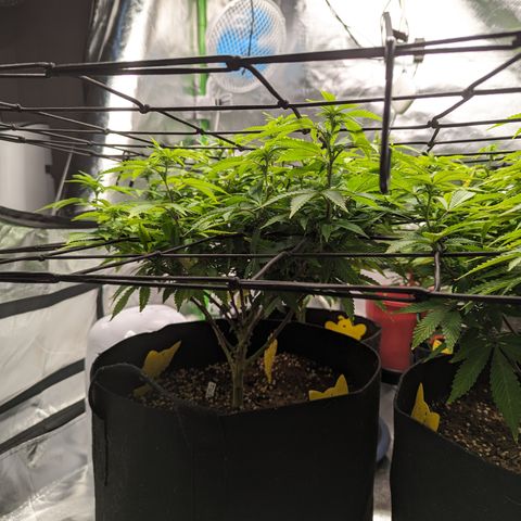 Trainwreck #1 growlog timeline photo