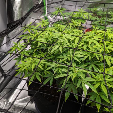 Trainwreck #1 growlog timeline photo