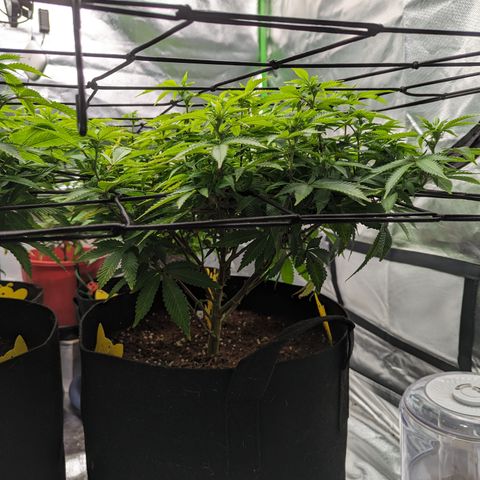 Trainwreck #2 growlog timeline photo