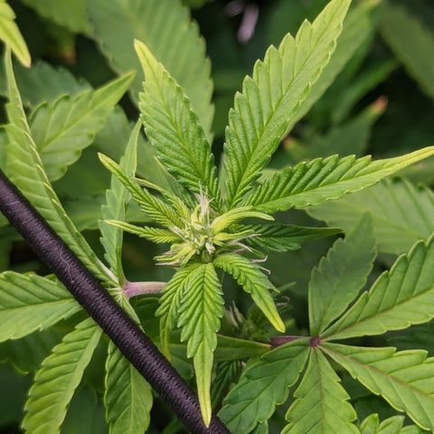 Trainwreck #2 growlog timeline photo