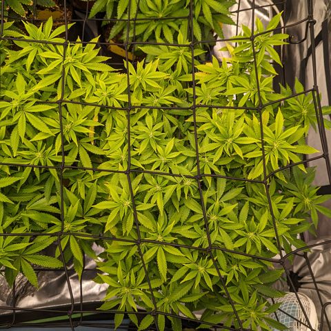 Trainwreck #2 growlog timeline photo