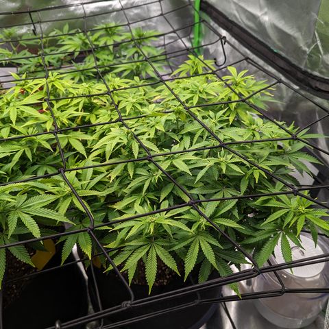 Trainwreck #2 growlog timeline photo