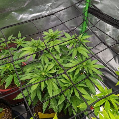 Green Crack #2 growlog timeline photo