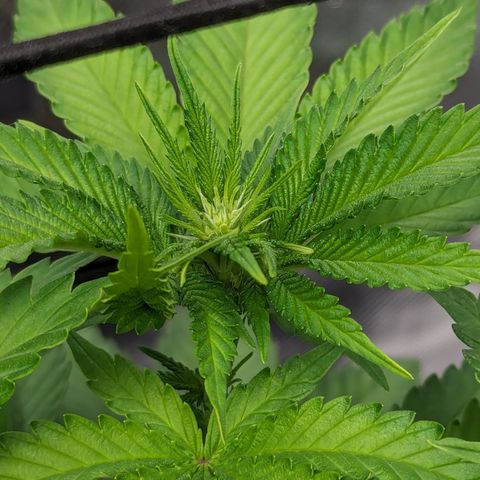 Green Crack #2 growlog timeline photo