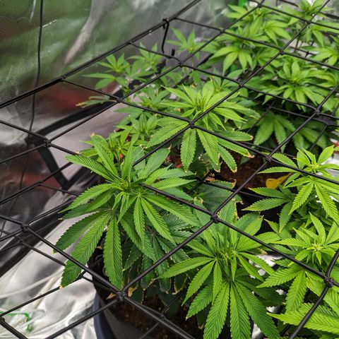 Wedding Cake #2 growlog timeline photo