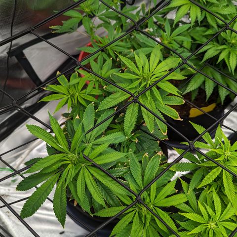 Wedding Cake #2 growlog timeline photo