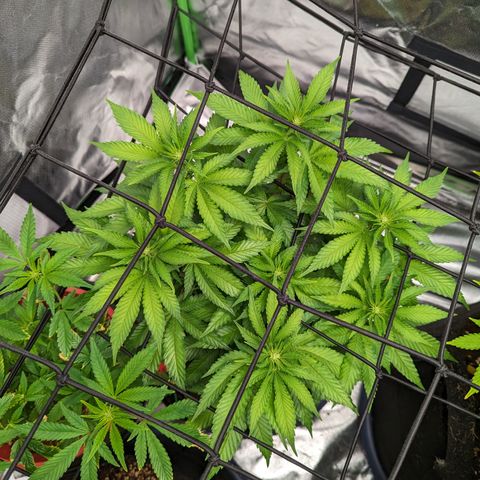 Green Crack #2 growlog timeline photo
