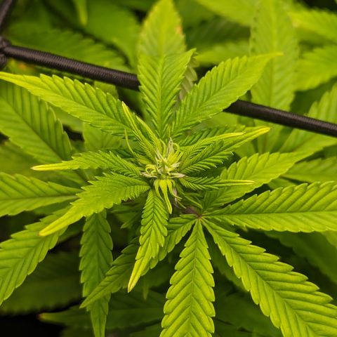 Trainwreck #1 growlog timeline photo