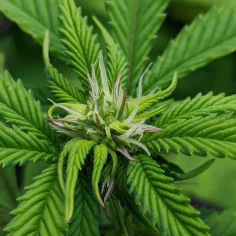 Trainwreck #1 growlog timeline photo