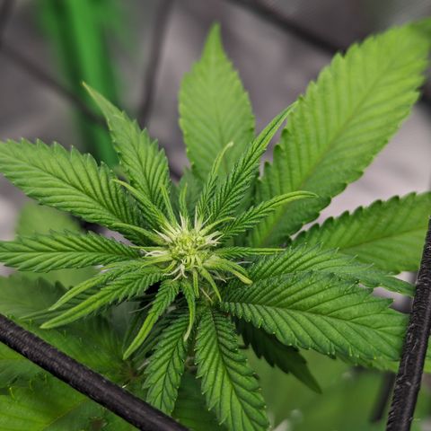 Green Crack #2 growlog timeline photo