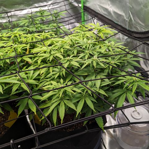 Trainwreck #2 growlog timeline photo