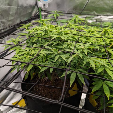 Trainwreck #1 growlog timeline photo