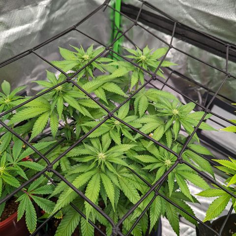Green Crack #2 growlog timeline photo