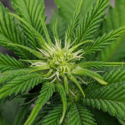 Green Crack #2 growlog timeline photo