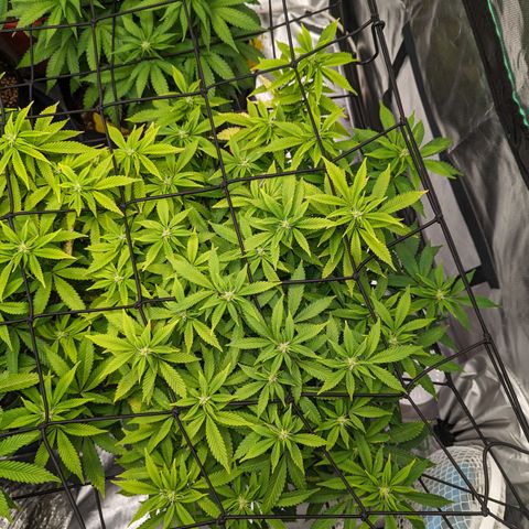 Trainwreck #2 growlog timeline photo