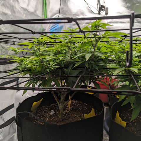 Trainwreck #1 growlog timeline photo