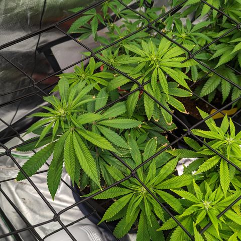 Wedding Cake #2 growlog timeline photo