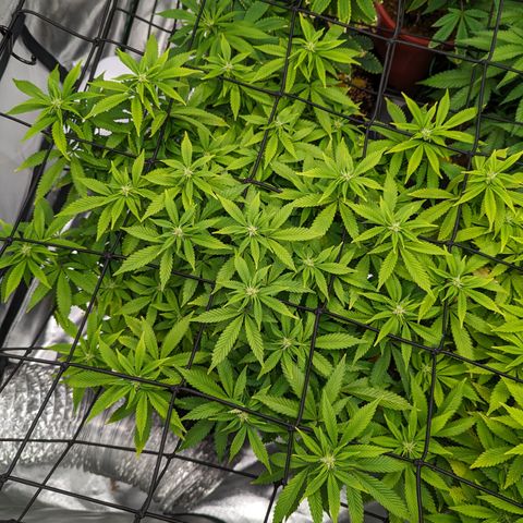 Trainwreck #1 growlog timeline photo