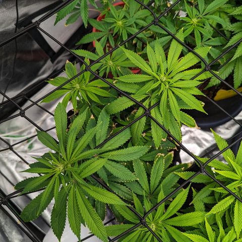 Wedding Cake #2 growlog timeline photo