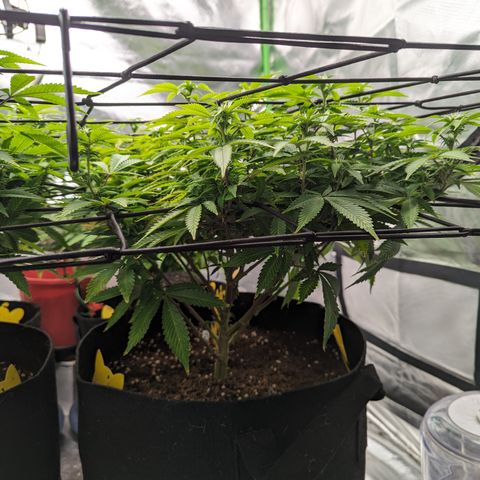 Trainwreck #2 growlog timeline photo