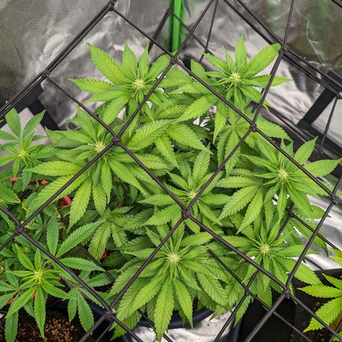 Green Crack #2 growlog timeline photo
