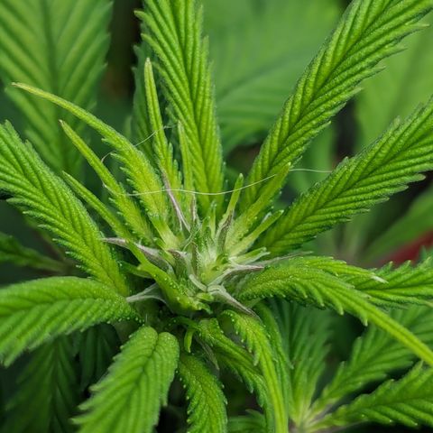 Wedding Cake #2 growlog timeline photo