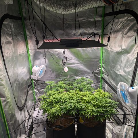 Green Crack #2 growlog timeline photo