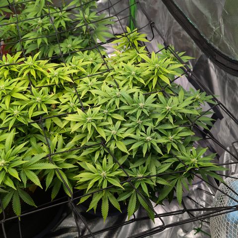 Trainwreck #2 growlog timeline photo