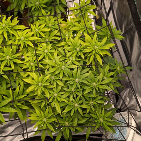 Trainwreck #2 growlog timeline photo