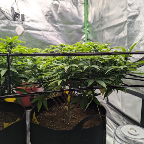 Trainwreck #2 growlog timeline photo