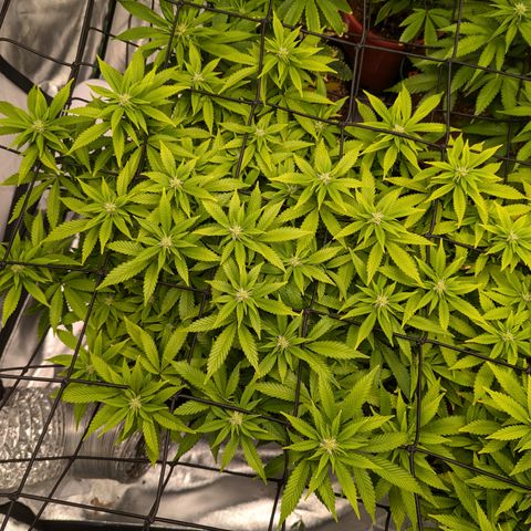 Trainwreck #1 growlog timeline photo
