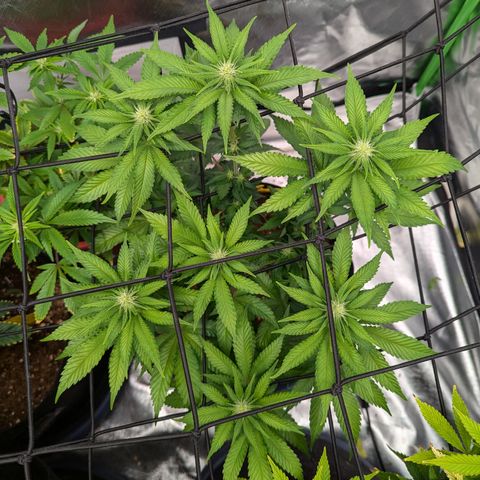 Green Crack #2 growlog timeline photo