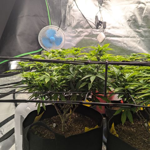 Trainwreck #1 growlog timeline photo