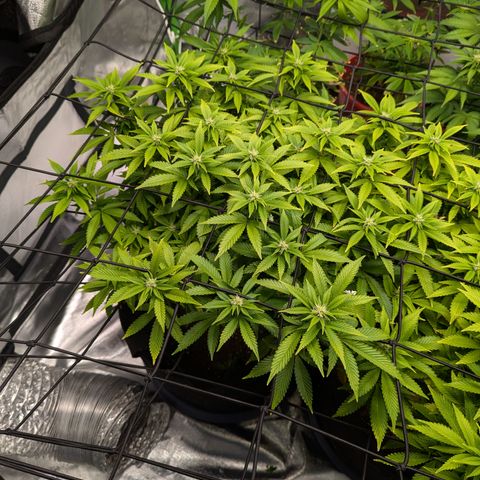 Trainwreck #1 growlog timeline photo