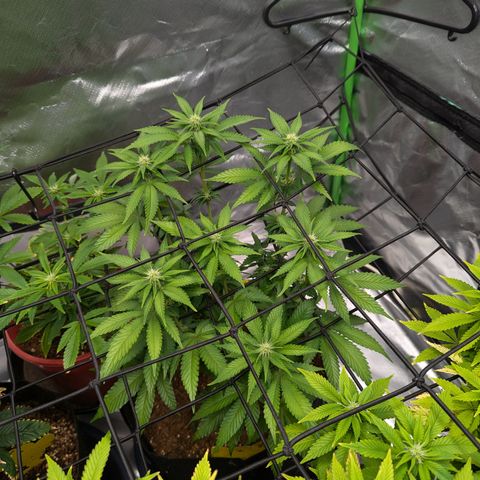 Green Crack #2 growlog timeline photo