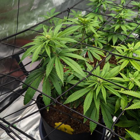 Wedding Cake #2 growlog timeline photo