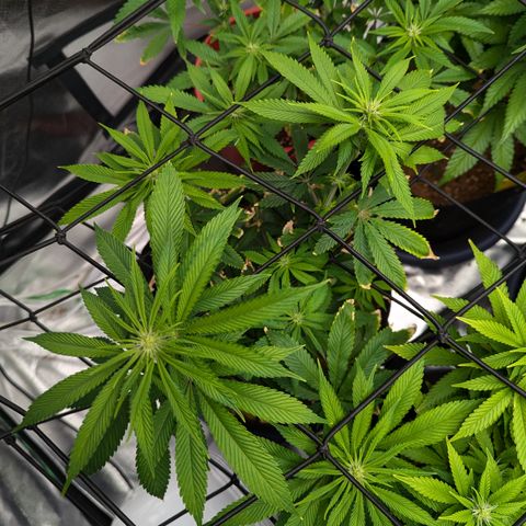 Wedding Cake #2 growlog timeline photo
