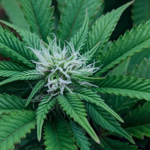 Trainwreck #1 growlog timeline photo