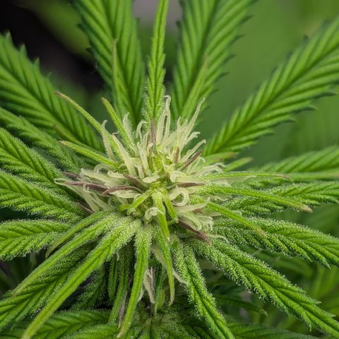 Wedding Cake #2 growlog timeline photo