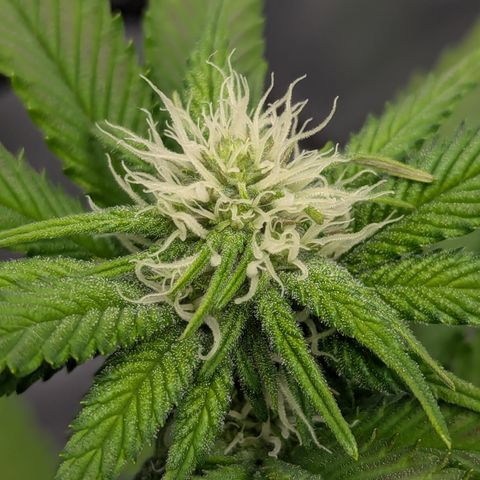 Green Crack #2 growlog timeline photo